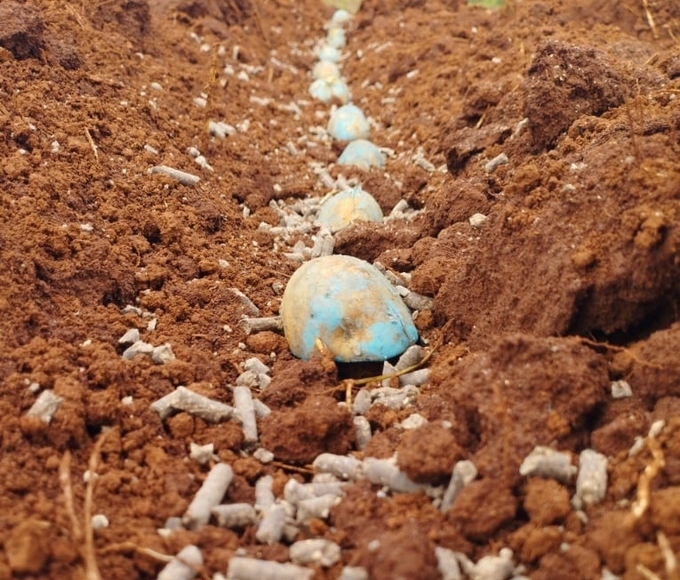 sức khỏe đất và cây trồng